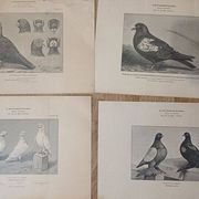 Suite de 11lLithographies ornithologiques XIXème - Races de Pigeons