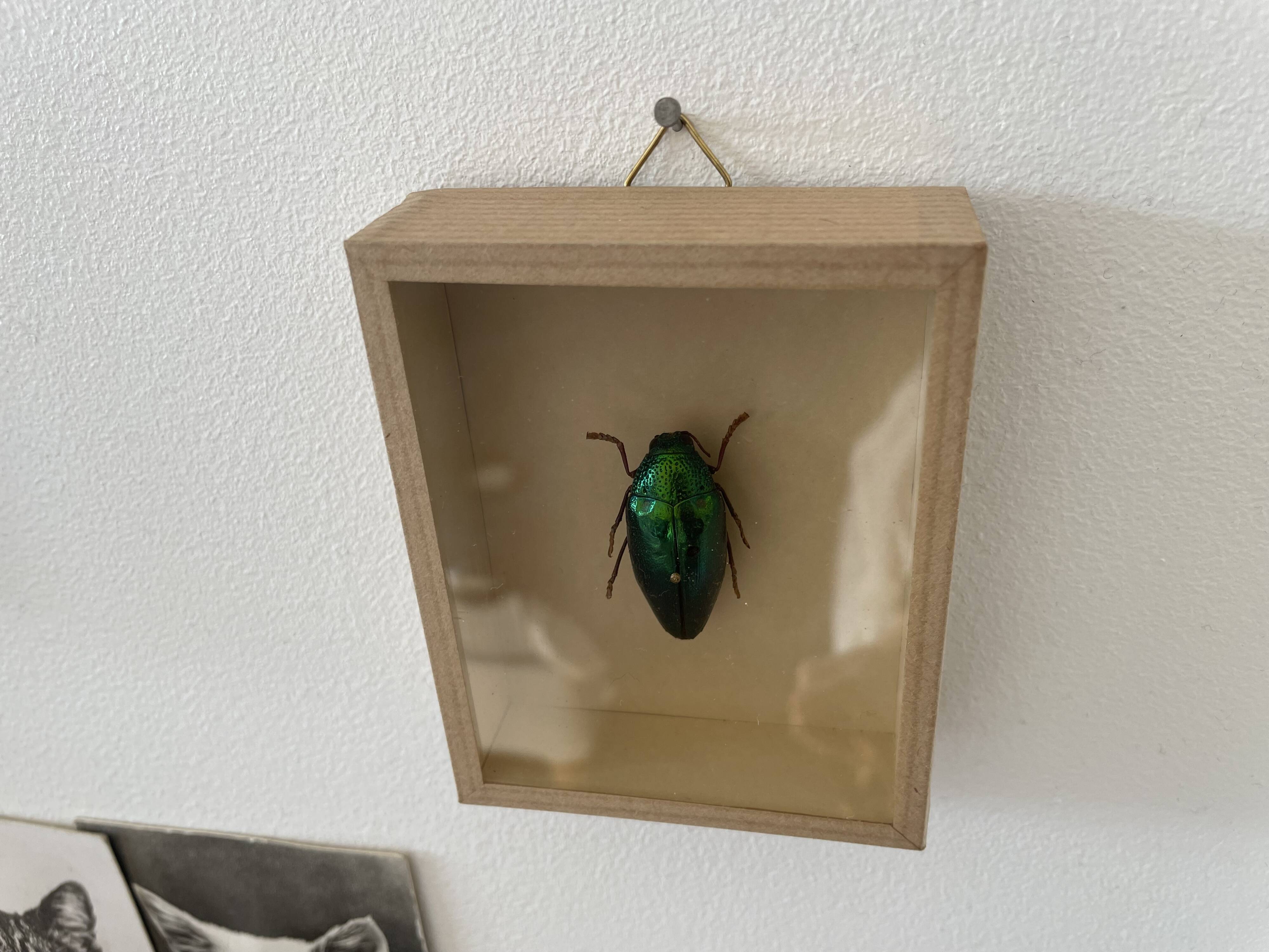 Beetle stuffed under glass