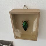 Beetle stuffed under glass