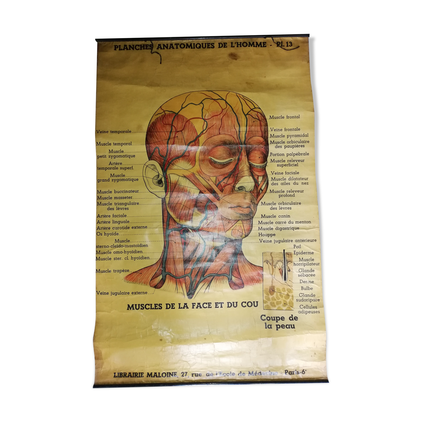 Affiche ancienne "planche anatomique"