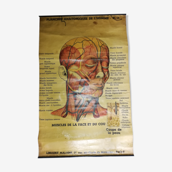 Old "anatomical board" poster