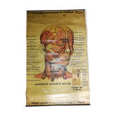 Affiche ancienne "planche anatomique"