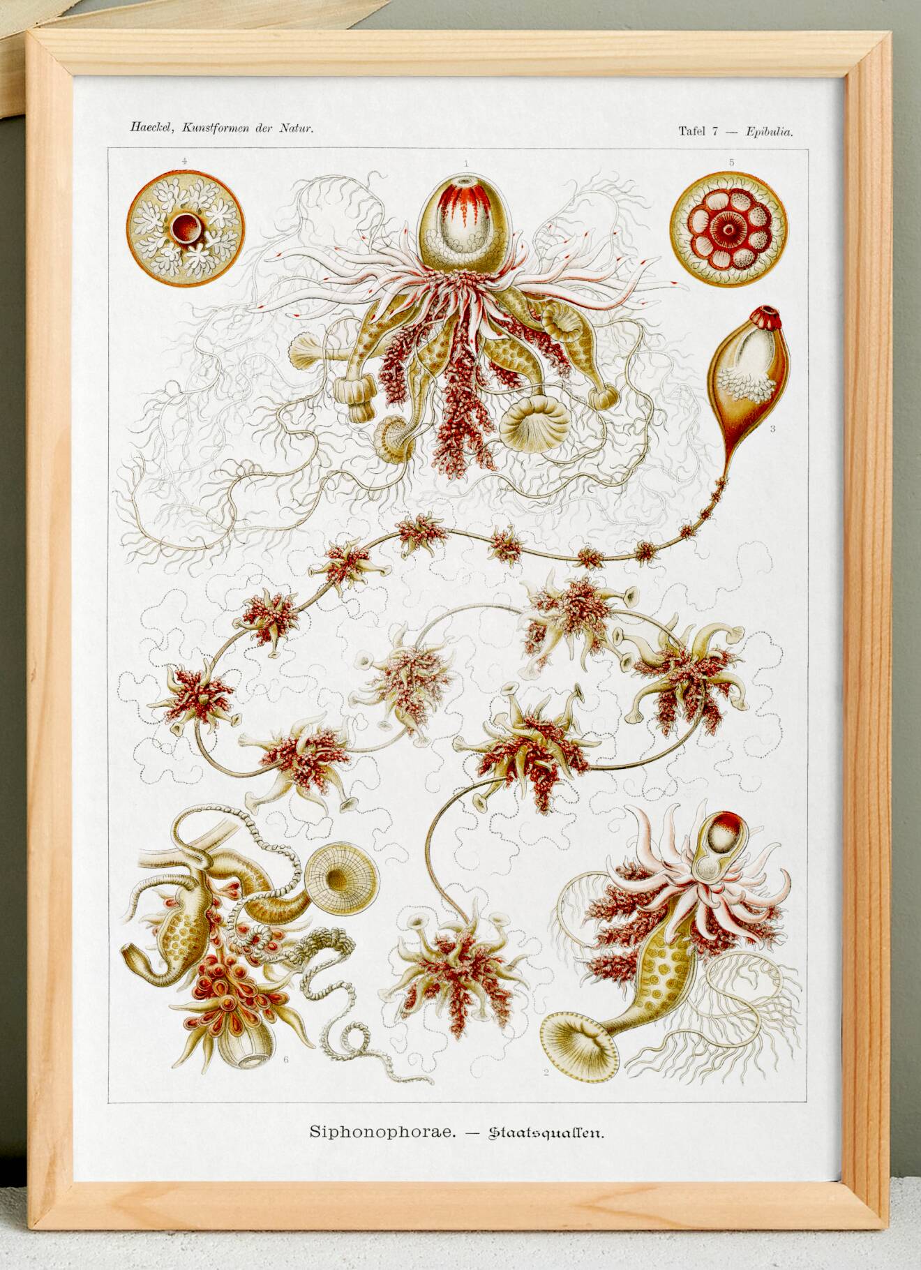 Poster about plankton, based on an old lithograph from 1904.