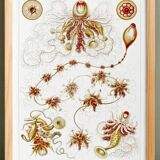 Poster about plankton, based on an old lithograph from 1904.