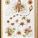 Poster about plankton, based on an old lithograph from 1904.