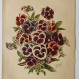Botanical engraving from 1897 - Large-spotted pansy - Old flower plate by E.Godard