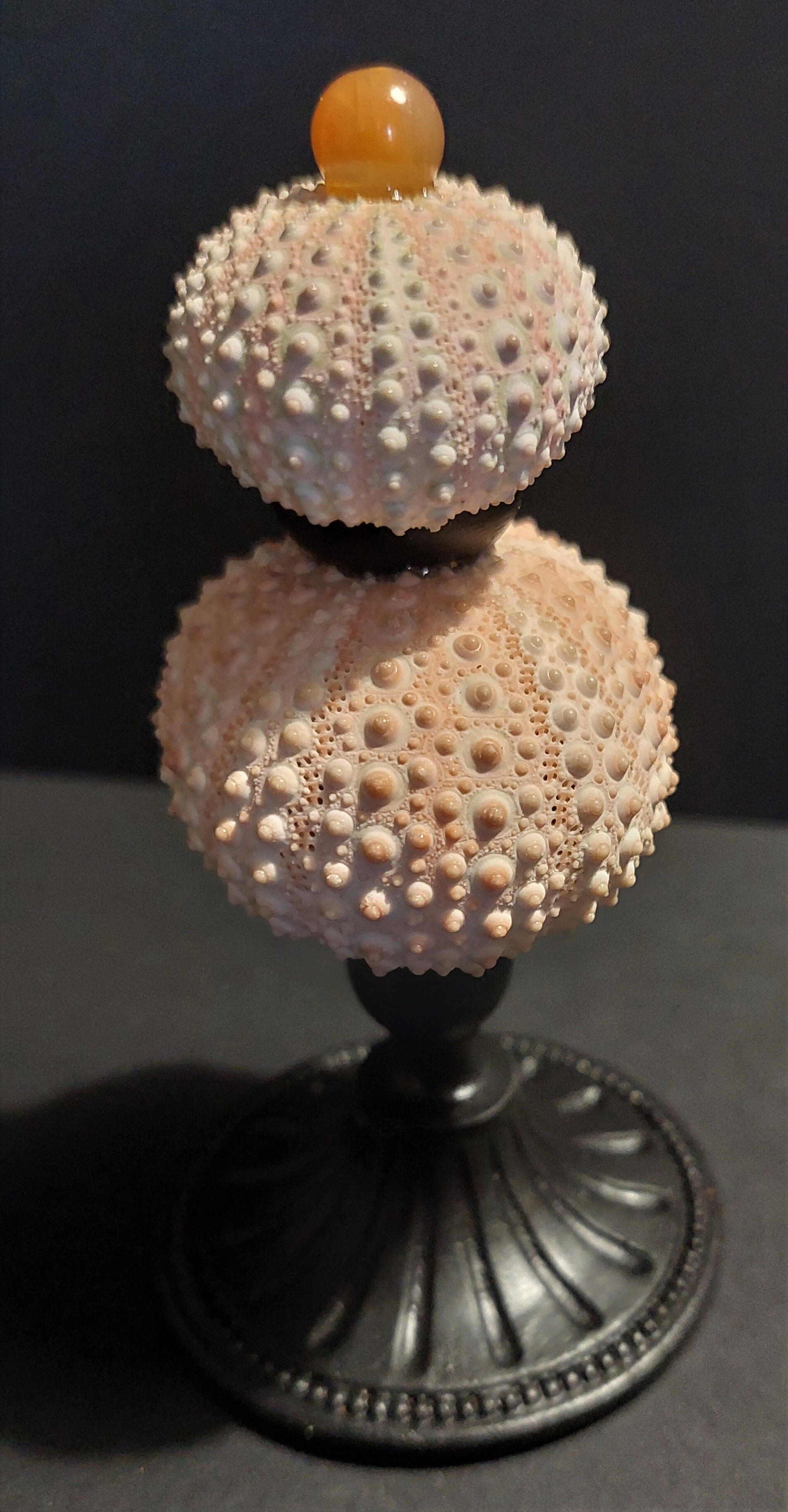 Cabinet of Curiosities sea urchins paracentrotus lividus on pedestal