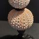 Cabinet of Curiosities sea urchins paracentrotus lividus on pedestal