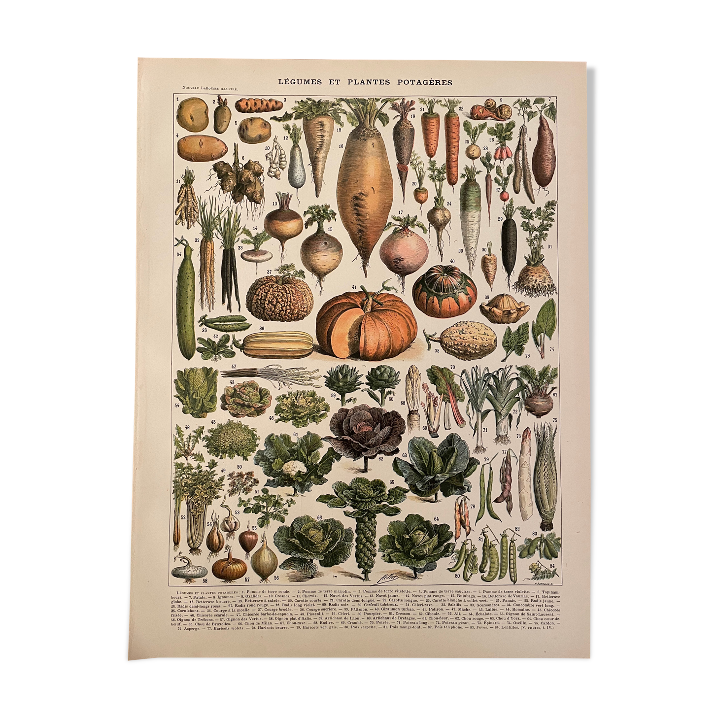 Lithograph engraving on vegetables and vegetable plants from 1897