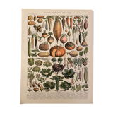 Lithograph engraving on vegetables and vegetable plants from 1897