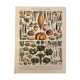 Lithograph engraving on vegetables and vegetable plants from 1897