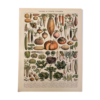 Lithograph engraving on vegetables and vegetable plants from 1897