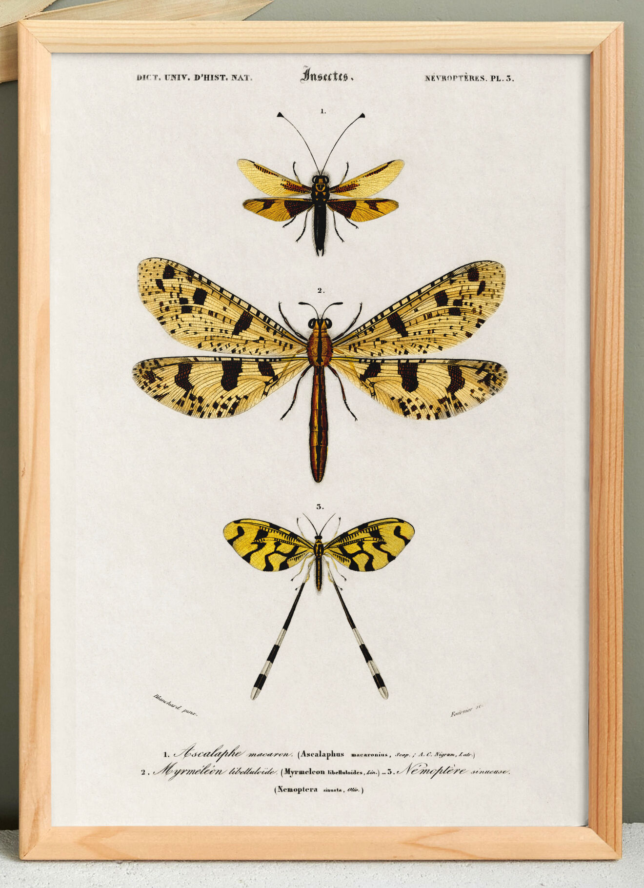 Poster about insects, based on an old engraving from 1849.