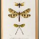 Poster about insects, based on an old engraving from 1849.