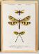 Poster about insects, based on an old engraving from 1849.