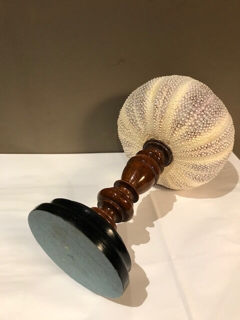 Sea urchin for Cabinet of Curiosities