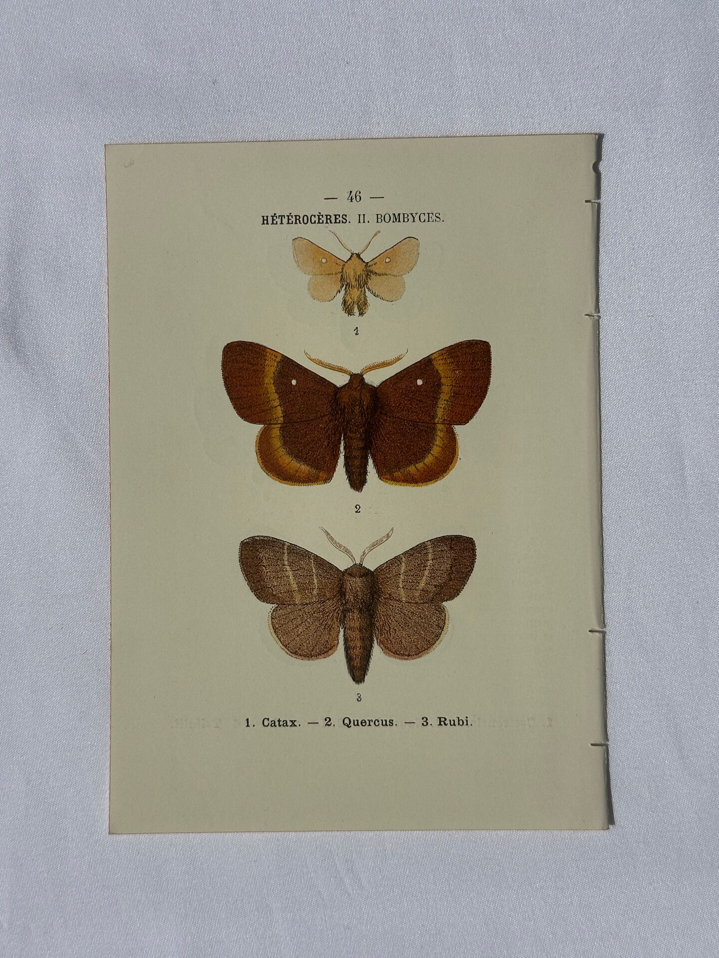 🦋 Botanical Plate Engraving of a Butterfly, 19th Century Naturalist, Front Side