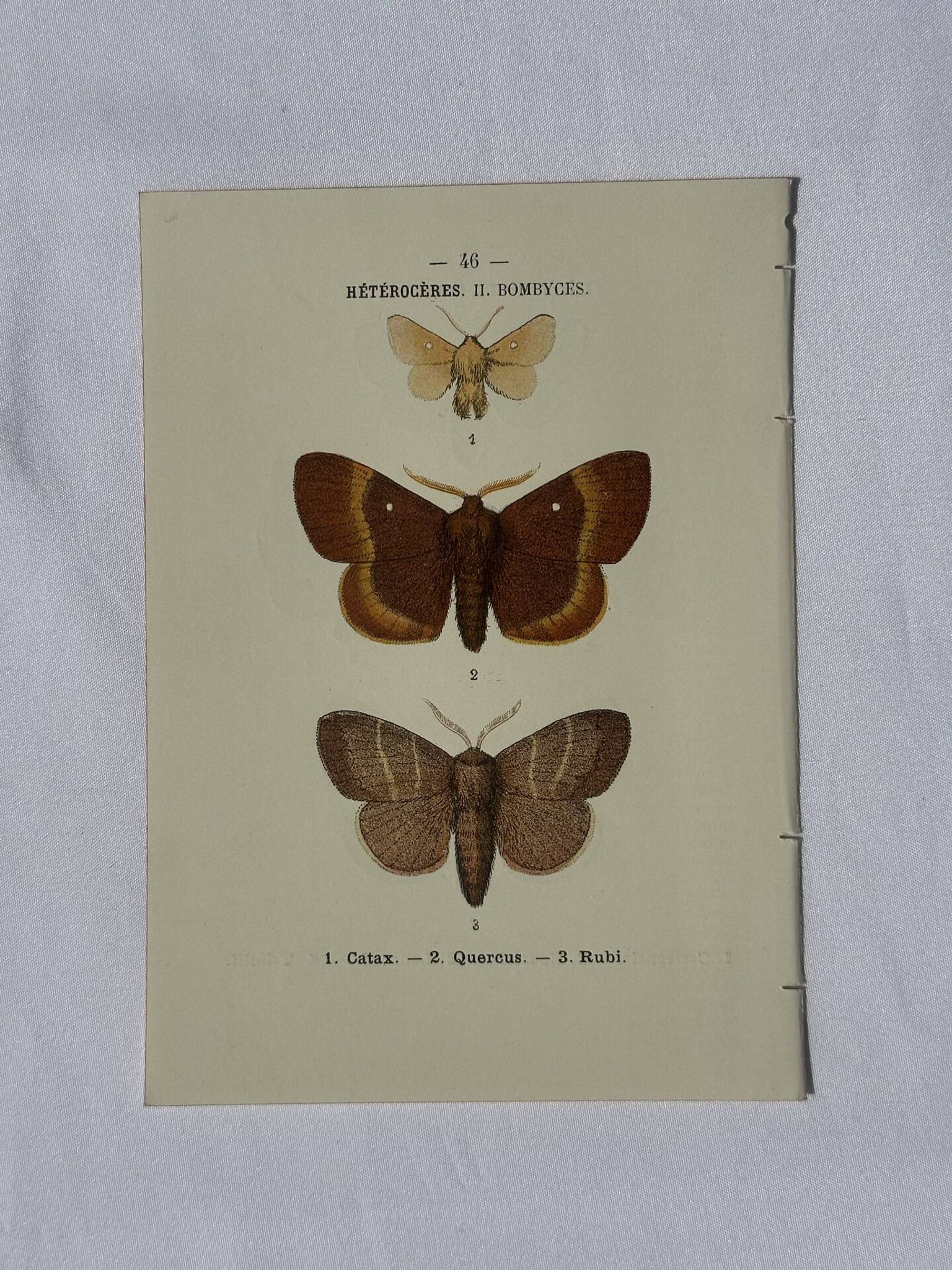 🦋 Botanical Plate Engraving of a Butterfly, 19th Century Naturalist, Front Side