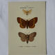 🦋 Botanical Plate Engraving of a Butterfly, 19th Century Naturalist, Front Side