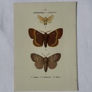 🦋 Botanical Plate Engraving of a Butterfly, 19th Century Naturalist, Front Side