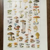 Lithograph on mushrooms from 1920