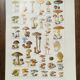Lithographie sur les champignons de 1920