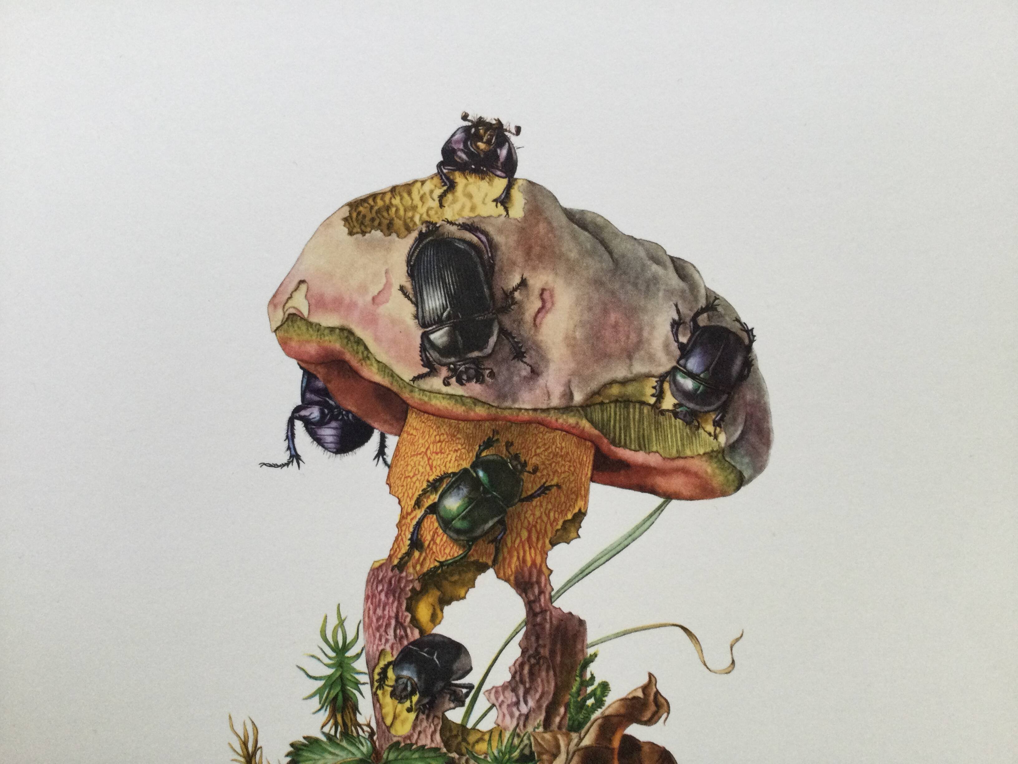 Vintage Insect Print, Old Illustration from the 60s