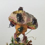 Impression vintage Insectes, Illustration ancienne année 60