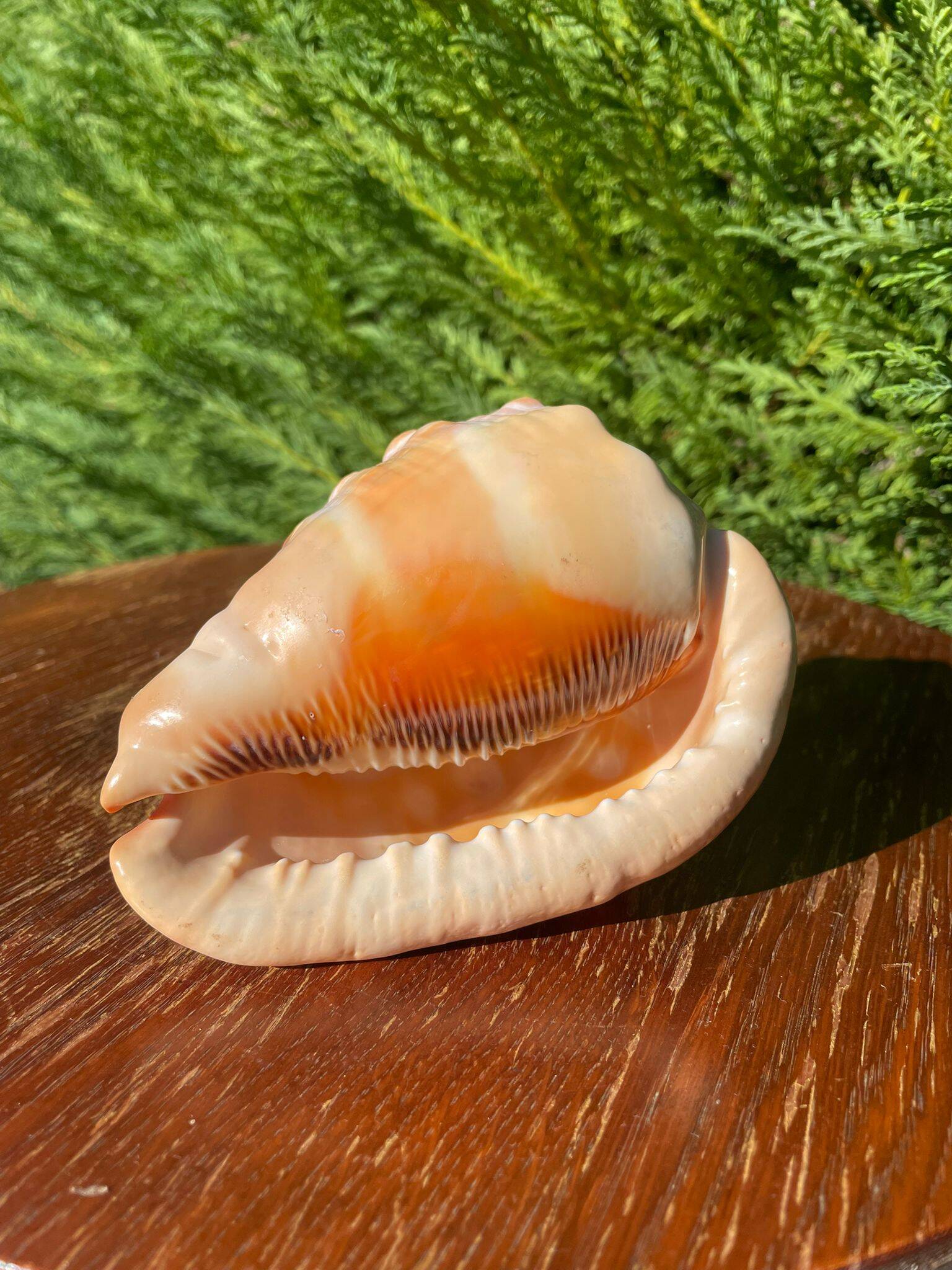 Large seashell: Cypraecassis rufa