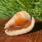Large seashell: Cypraecassis rufa