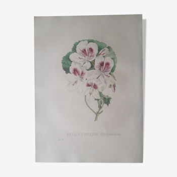 Botanical plank Pelargonium Macranthon, lithographed and colored, Sertum Botanicum 1832