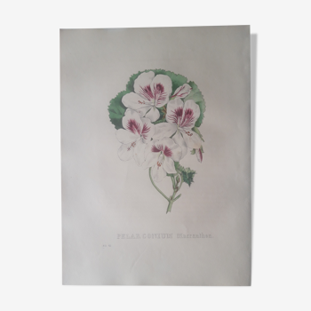 Planche botanique Pélargonium Macranthon, lithographiée et coloriée, Sertum Botanicum 1832
