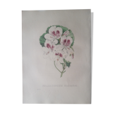 Botanical plank Pelargonium Macranthon, lithographed and colored, Sertum Botanicum 1832