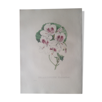Planche botanique Pélargonium Macranthon, lithographiée et coloriée, Sertum Botanicum 1832