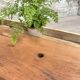 Solid wood workbench