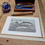 Printed in 1886, The Porpoises