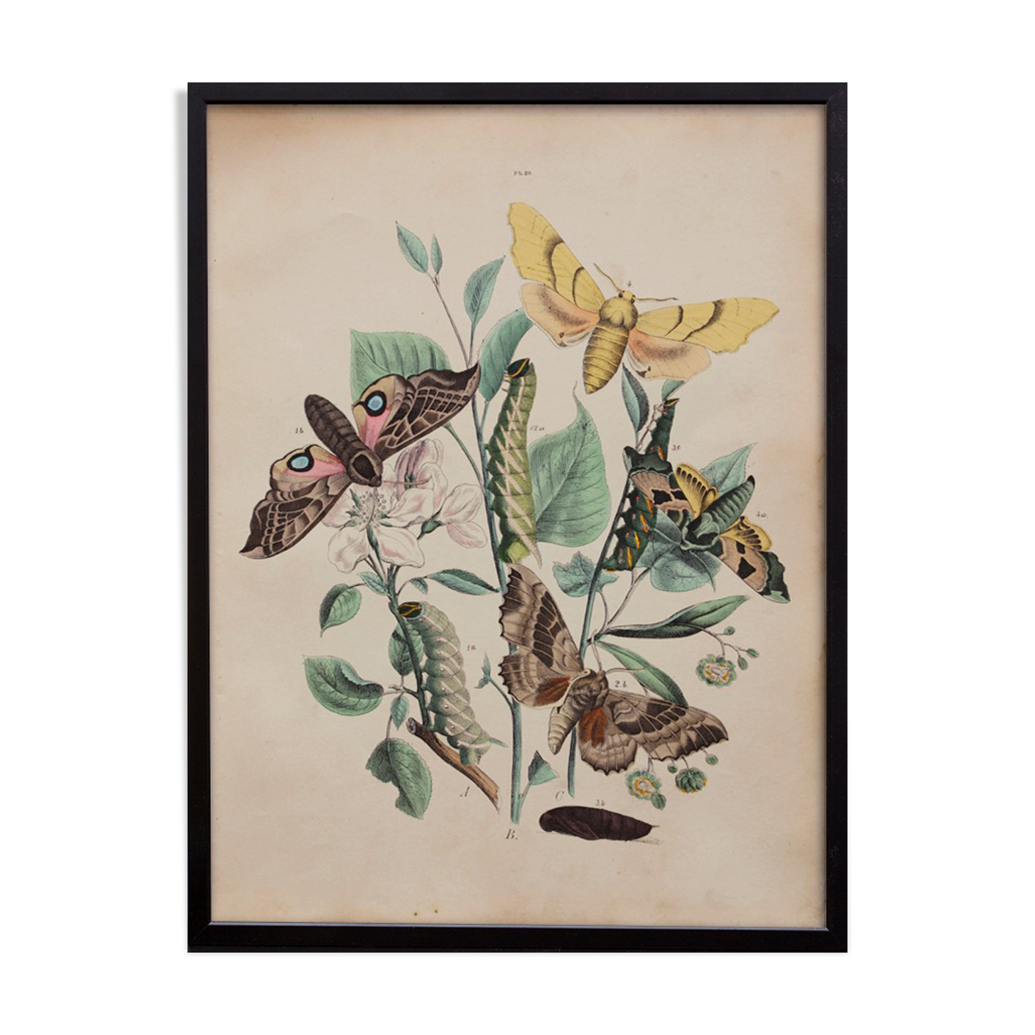 Lithographie gravure papillon vintage - Buffon 1850