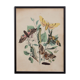 Lithographie gravure papillon vintage - Buffon 1850