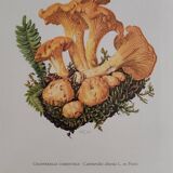 Mushroom botanical boards