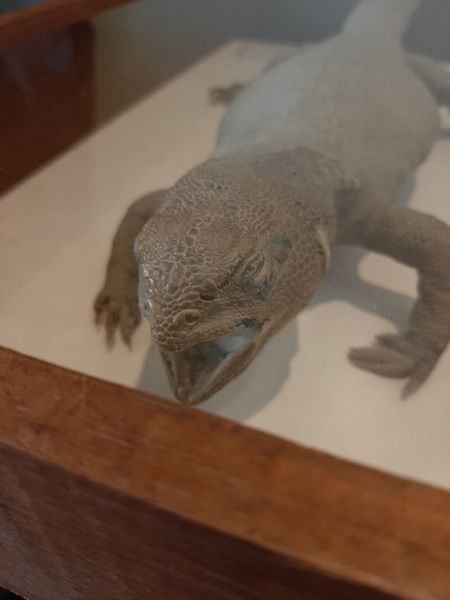 naturalized tail-whip lizard