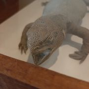 naturalized tail-whip lizard