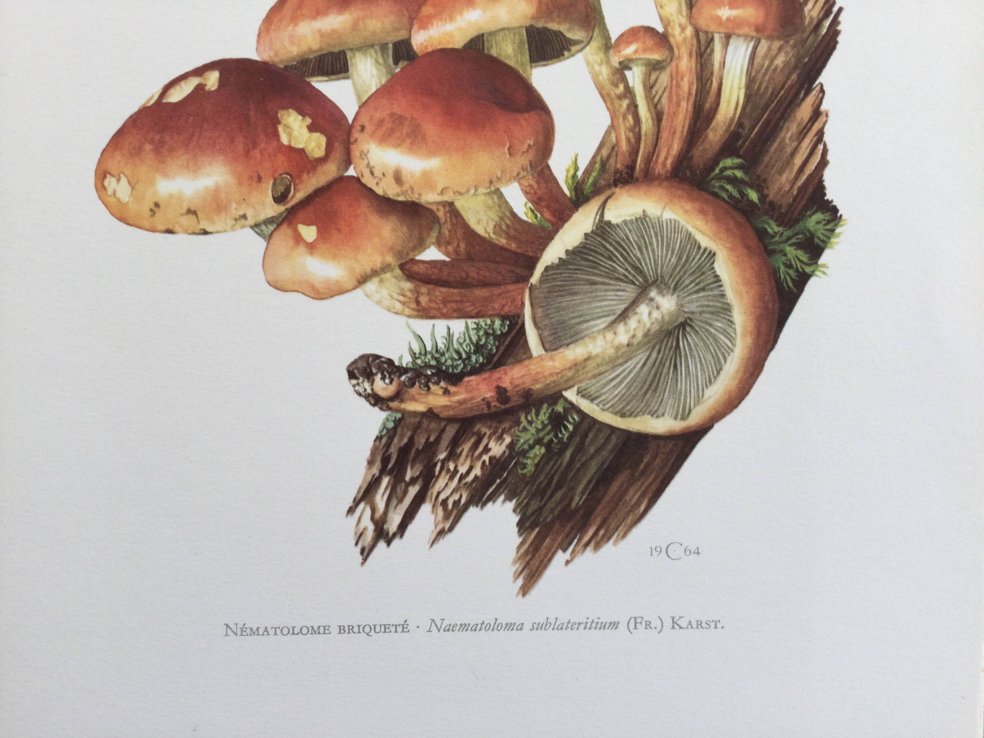 Botanical Illustration Mushrooms Nematoloma Bricket Vintage Print 60s