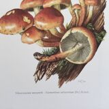 Botanical Illustration Mushrooms Nematoloma Bricket Vintage Print 60s