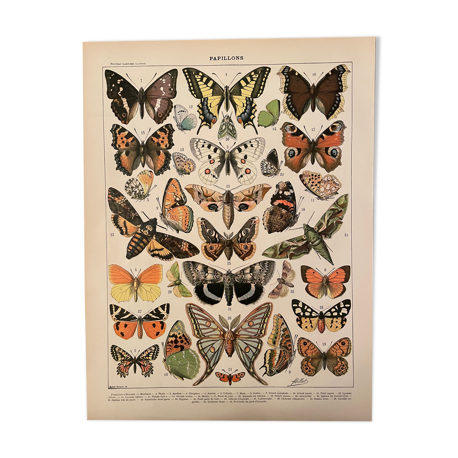 Lithograph engraving butterflies of 1897