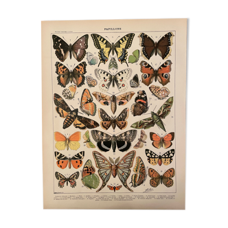 Lithographie gravure papillons de 1897