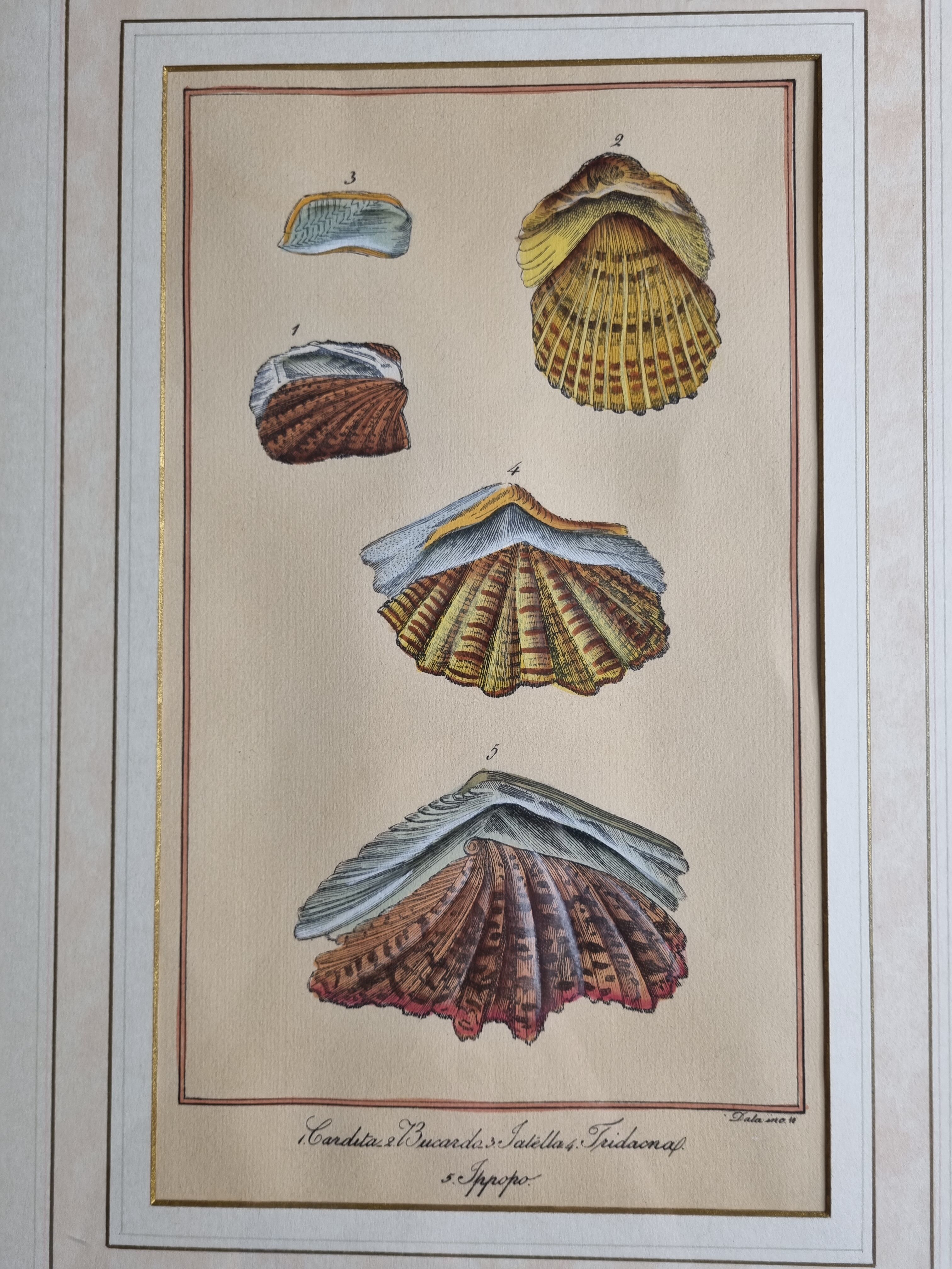 Natural History Plate, Conchyliology, signed, XVIIIth