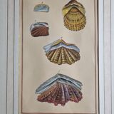 Natural History Plate, Conchyliology, signed, XVIIIth