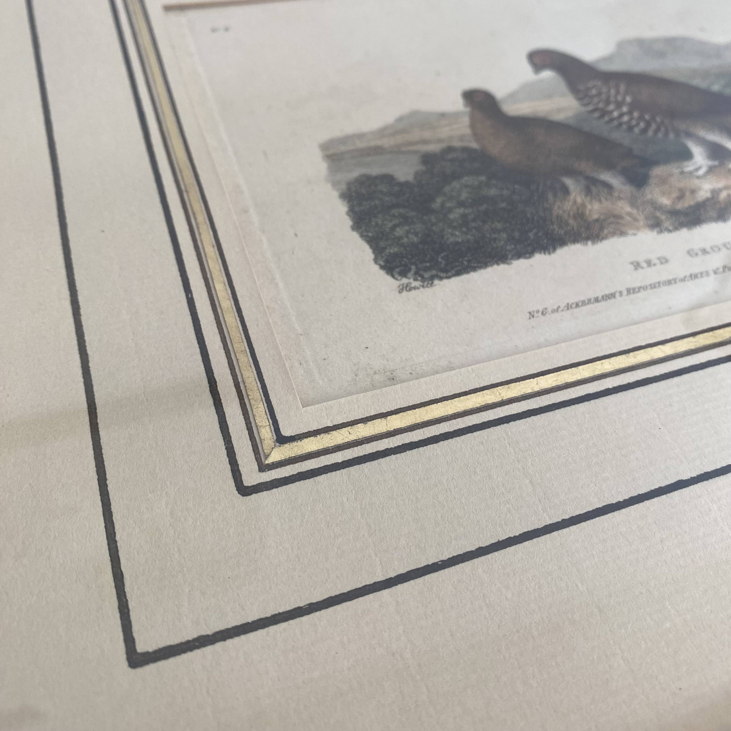 Old framed engraving of birds "red grouse"