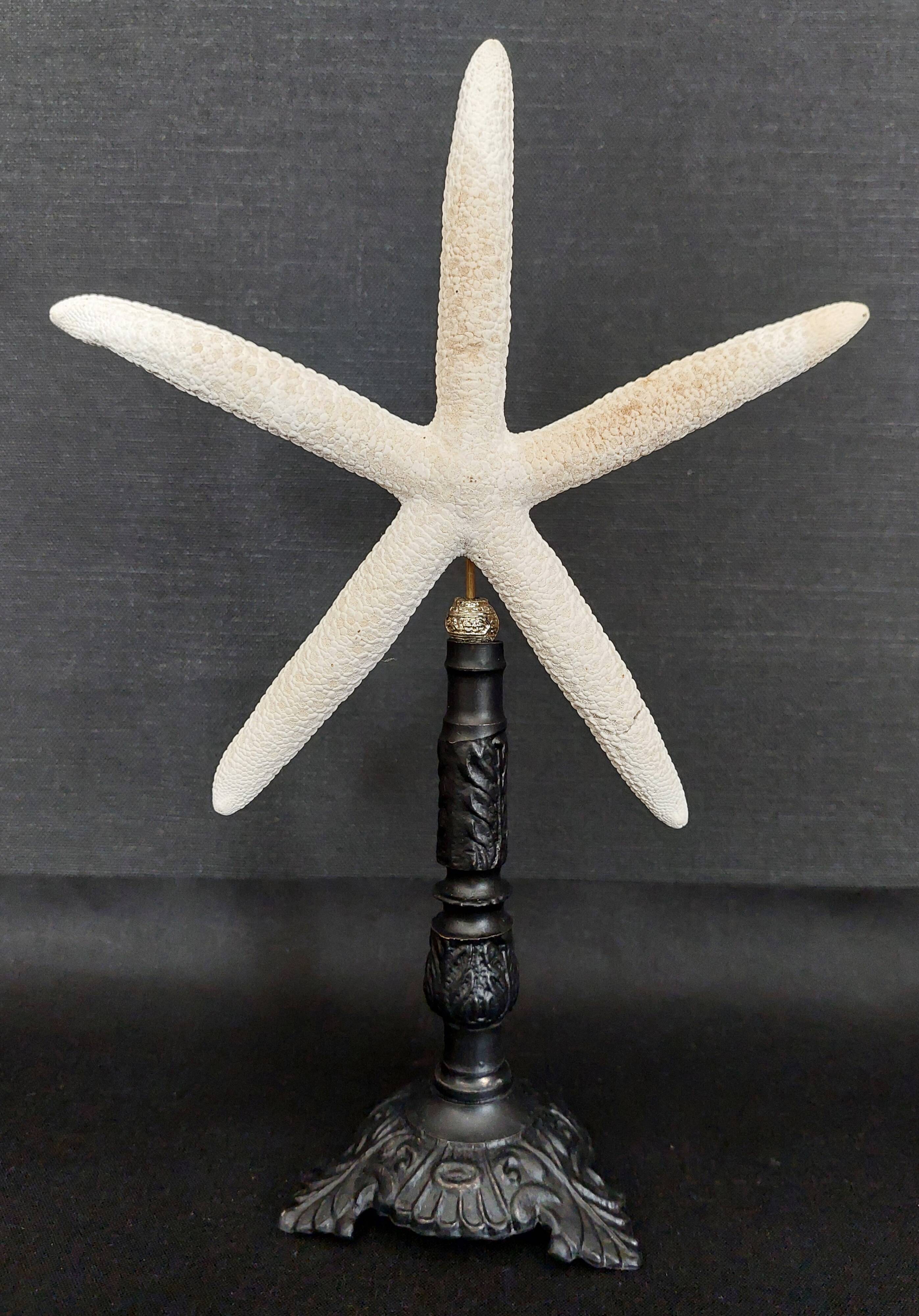 Cabinet of Curiosities white starfish linckia laevigata on base