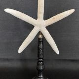 Cabinet of Curiosities white starfish linckia laevigata on base